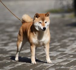 picture of dog