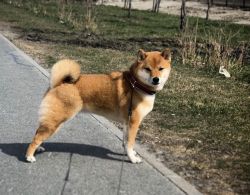 picture of dog
