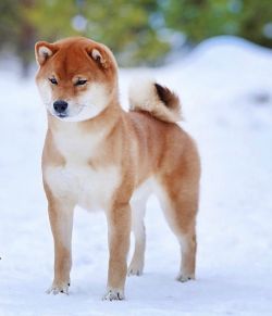 picture of dog
