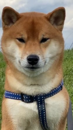 picture of dog