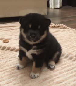 picture of dog