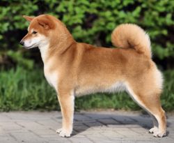 picture of dog
