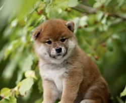 picture of dog