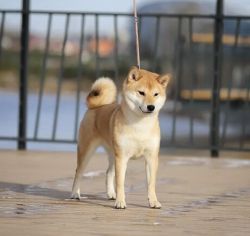 picture of dog