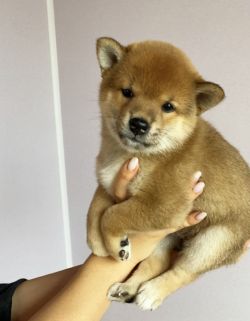 picture of dog