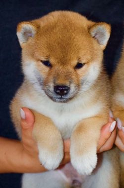 picture of dog