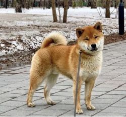 picture of dog