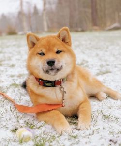 picture of dog