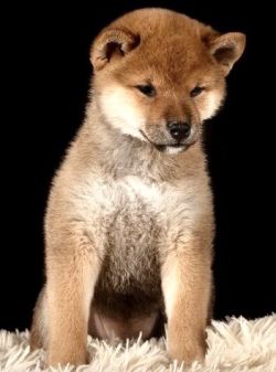 picture of dog