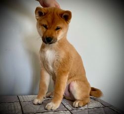 picture of dog