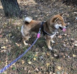 picture of dog