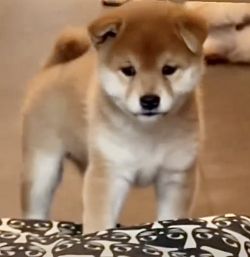 picture of dog