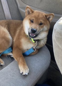 picture of dog