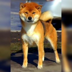 picture of dog
