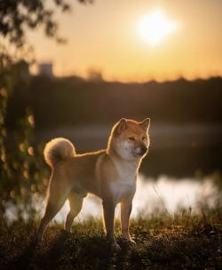 picture of dog