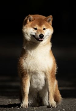 picture of dog