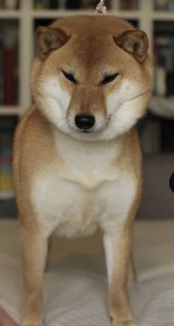 picture of dog