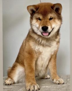 picture of dog