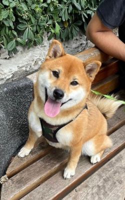 picture of dog