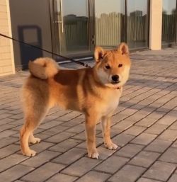picture of dog