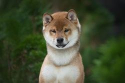 picture of dog