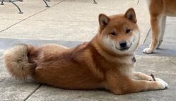 picture of dog