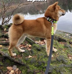 picture of dog