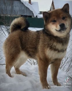 picture of dog