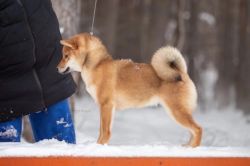 picture of dog