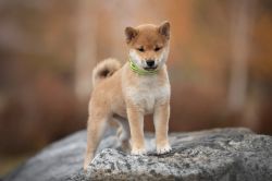 picture of dog