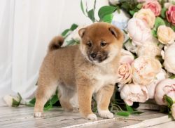 picture of dog