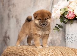 picture of dog