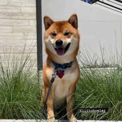 picture of dog