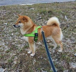 picture of dog