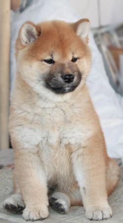 picture of dog