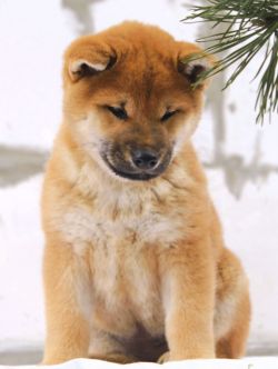 picture of dog