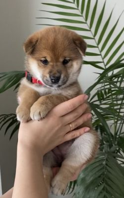 picture of dog