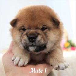 picture of dog