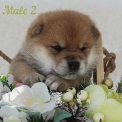 picture of dog