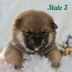 picture of dog