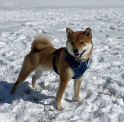 picture of dog
