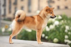 picture of dog