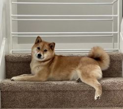 picture of dog
