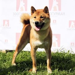 picture of dog