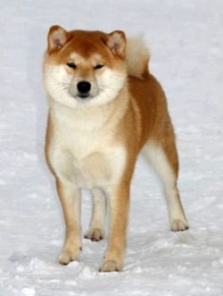 picture of dog
