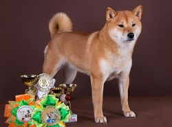 picture of dog