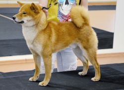 picture of dog
