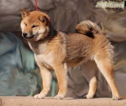 picture of dog