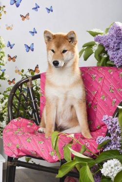 picture of dog