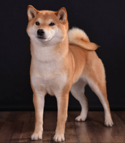 picture of dog